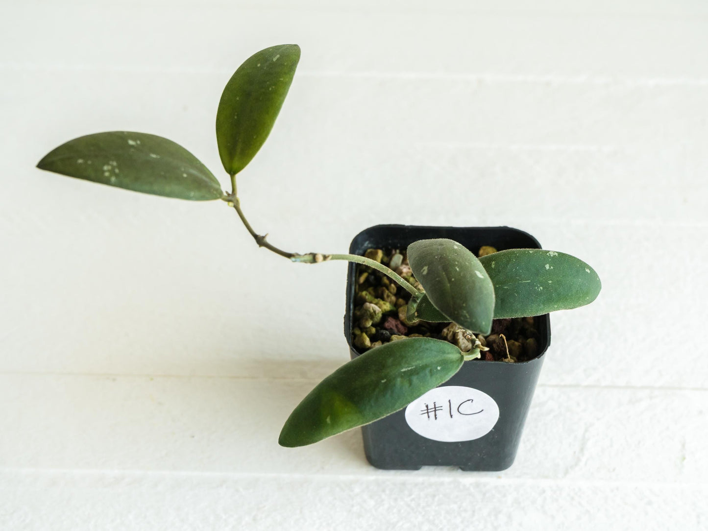 Hoya sabah 'Dragonfly' (EPC-960) | 2-Inch