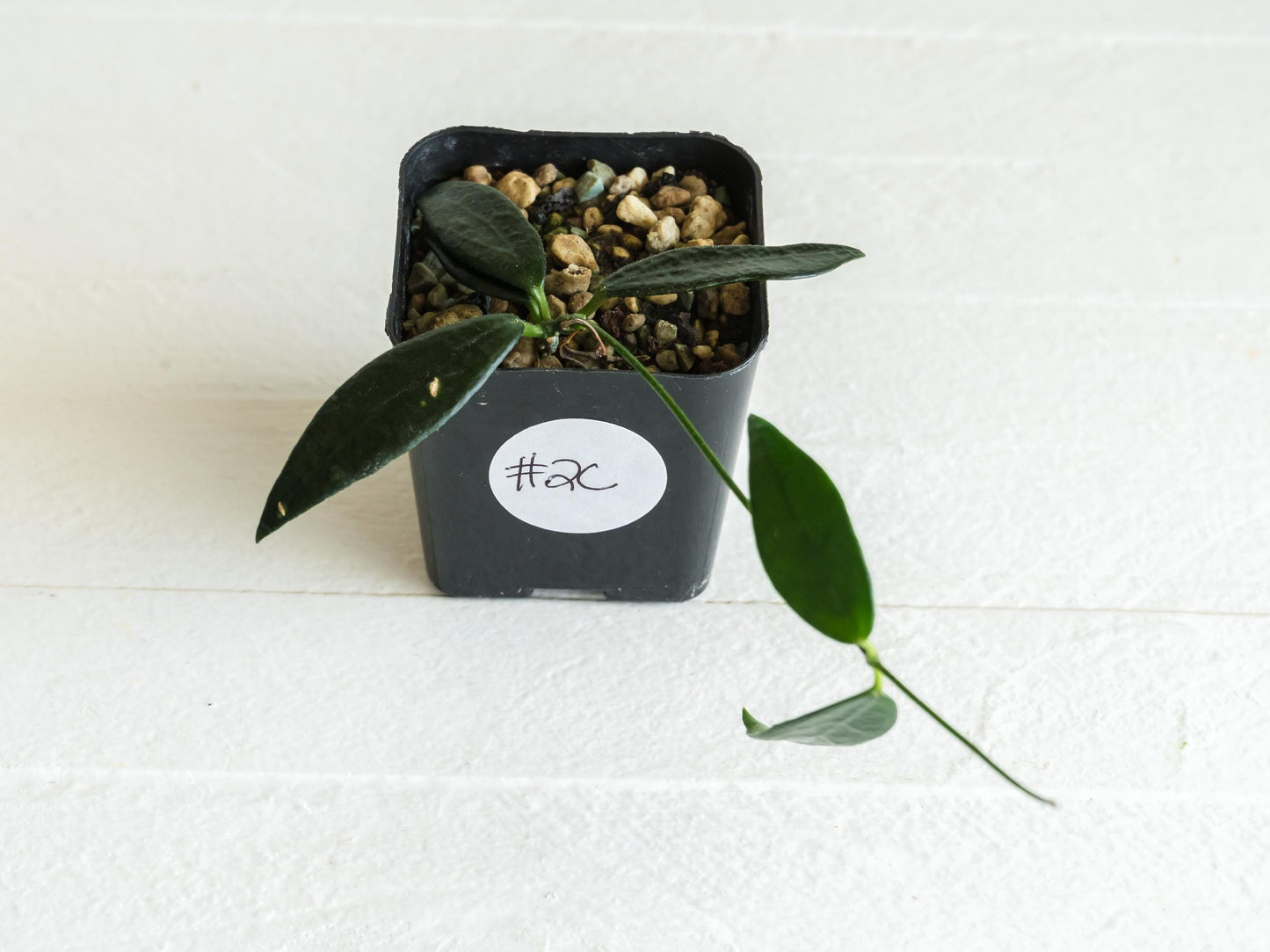 Dischidia GPS-88 | 2-Inch FKA as a Hoya