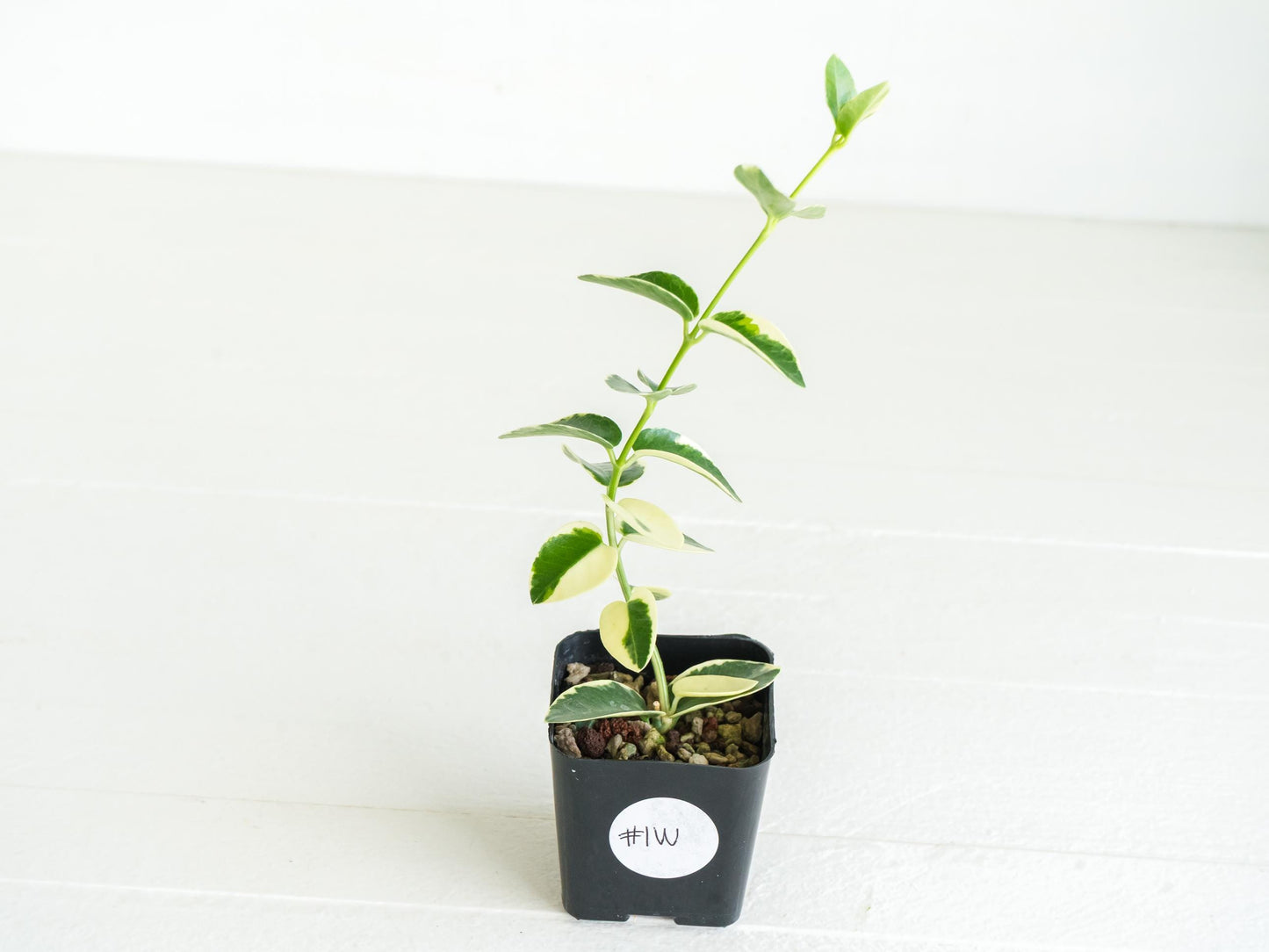 Hoya cumingiana (Albo | Outer Variegated) | 2-Inch