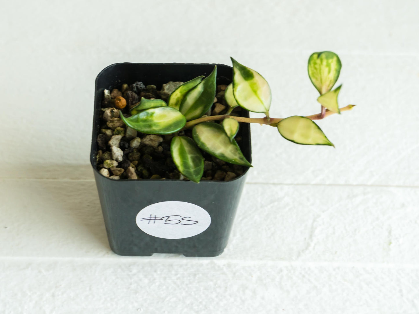 Hoya lacunosa (Inner Variegated) | 2-Inch