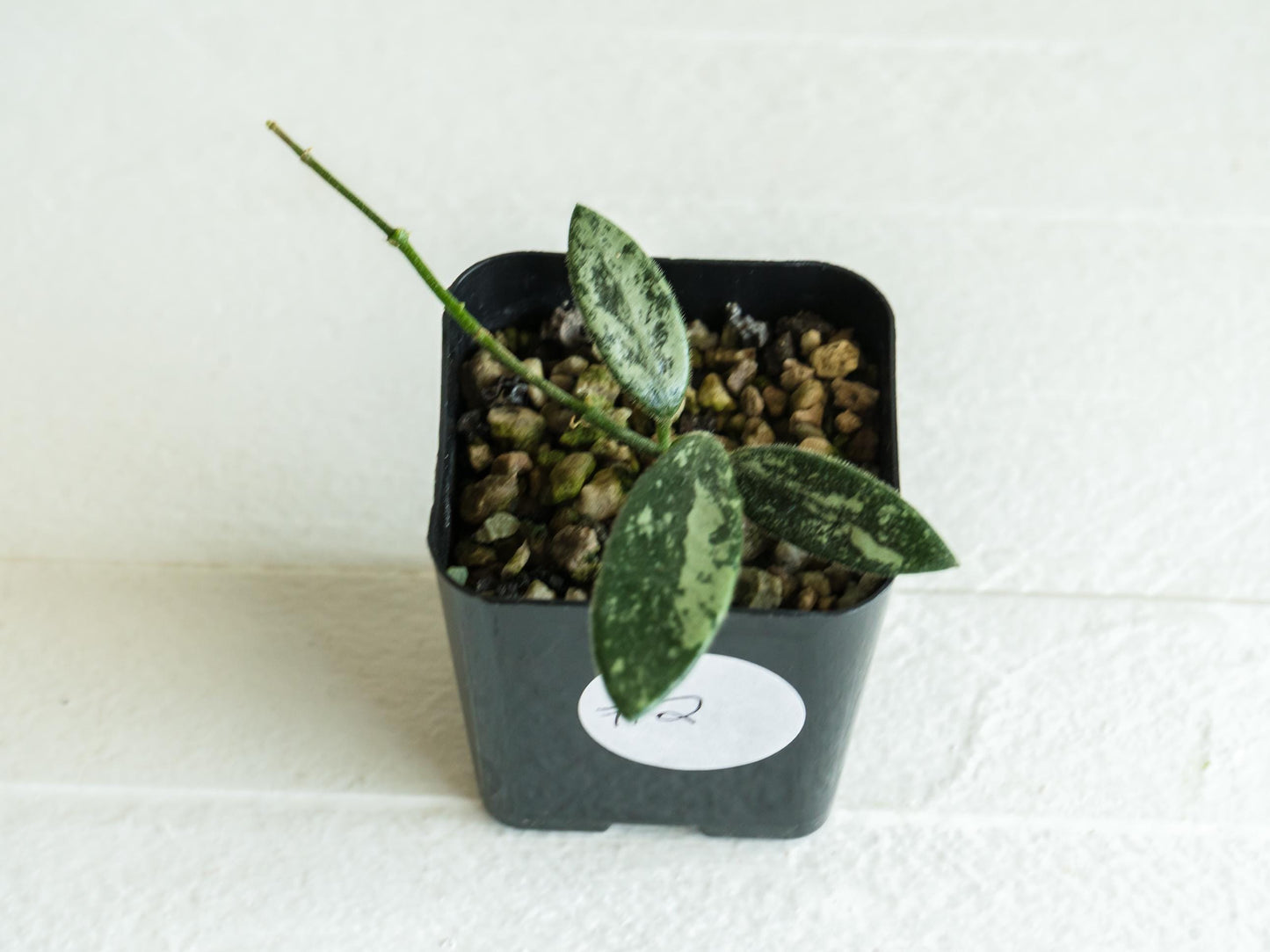 Hoya lima (Splash) | 2-Inch