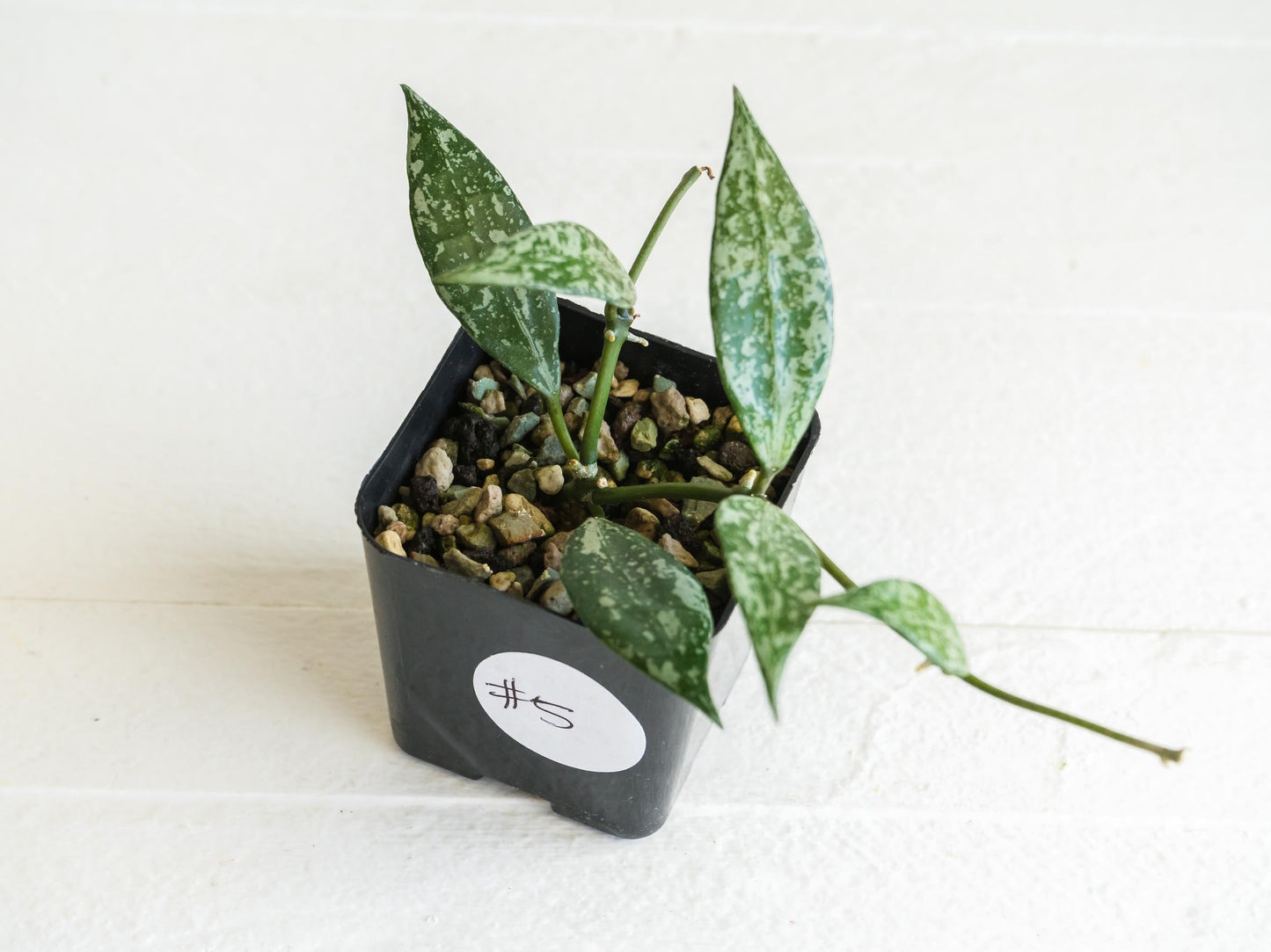 Hoya lacunosa 'Silver Lime' | 2-Inch