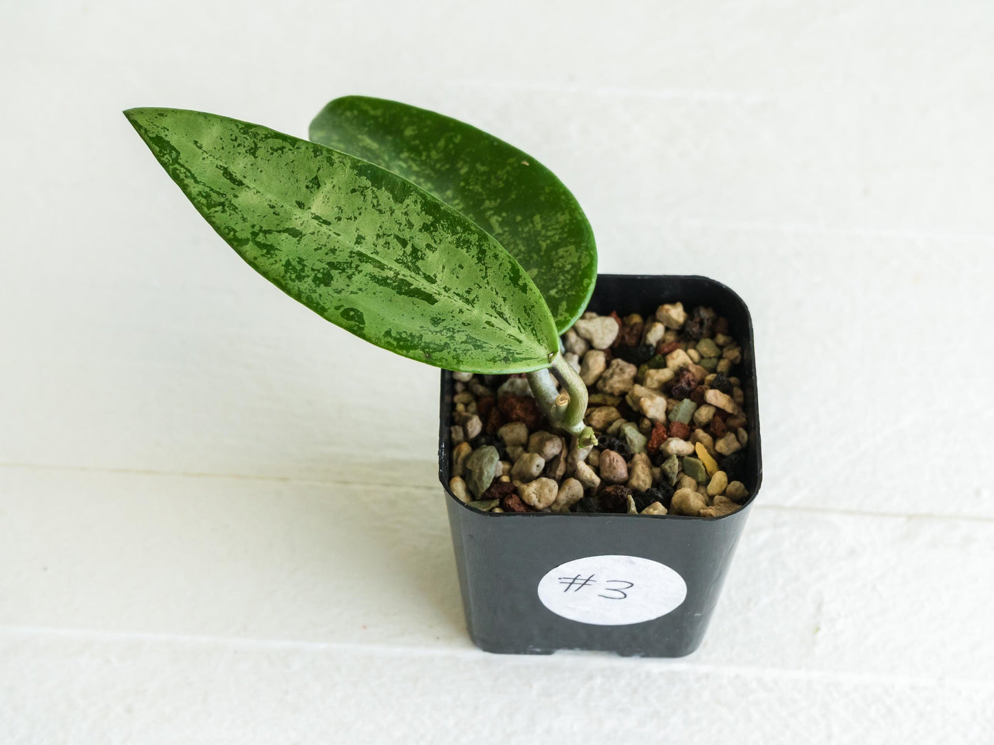 Hoya 'Rime' (Splash) | 2-Inch