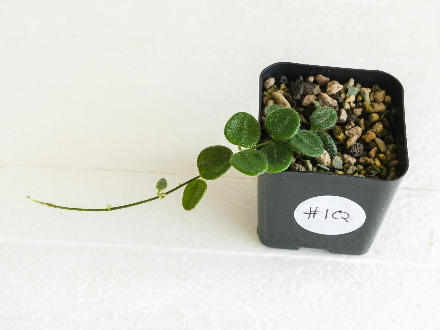 Hoya serpens | 2-Inch