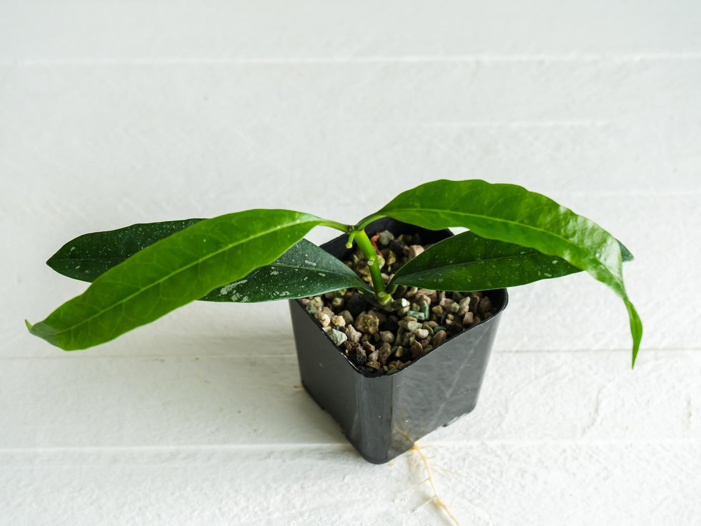 Hoya multiflora (Splash) | 2-Inch