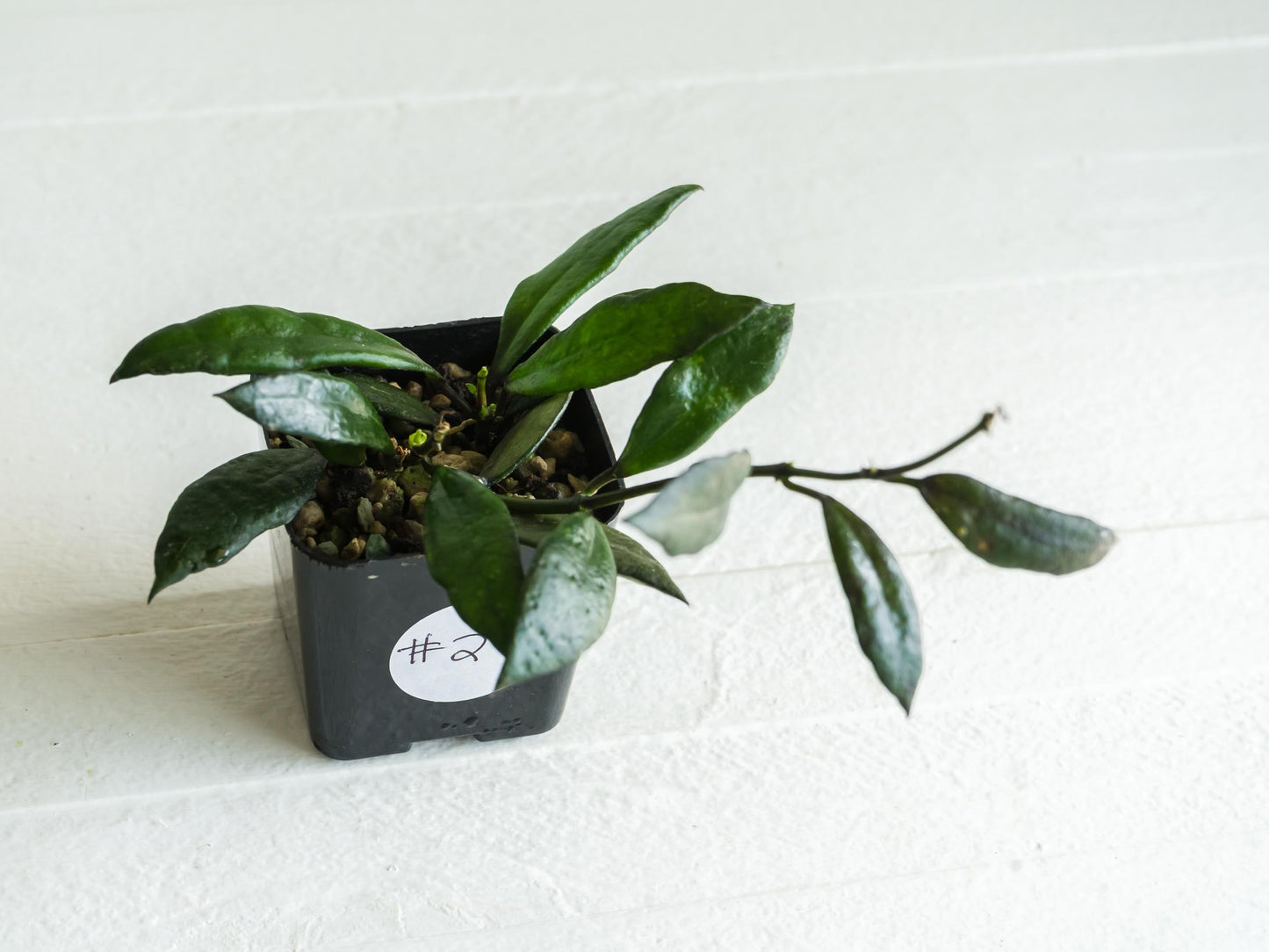 Hoya lacunosa 'Black Queen' | 2-Inch