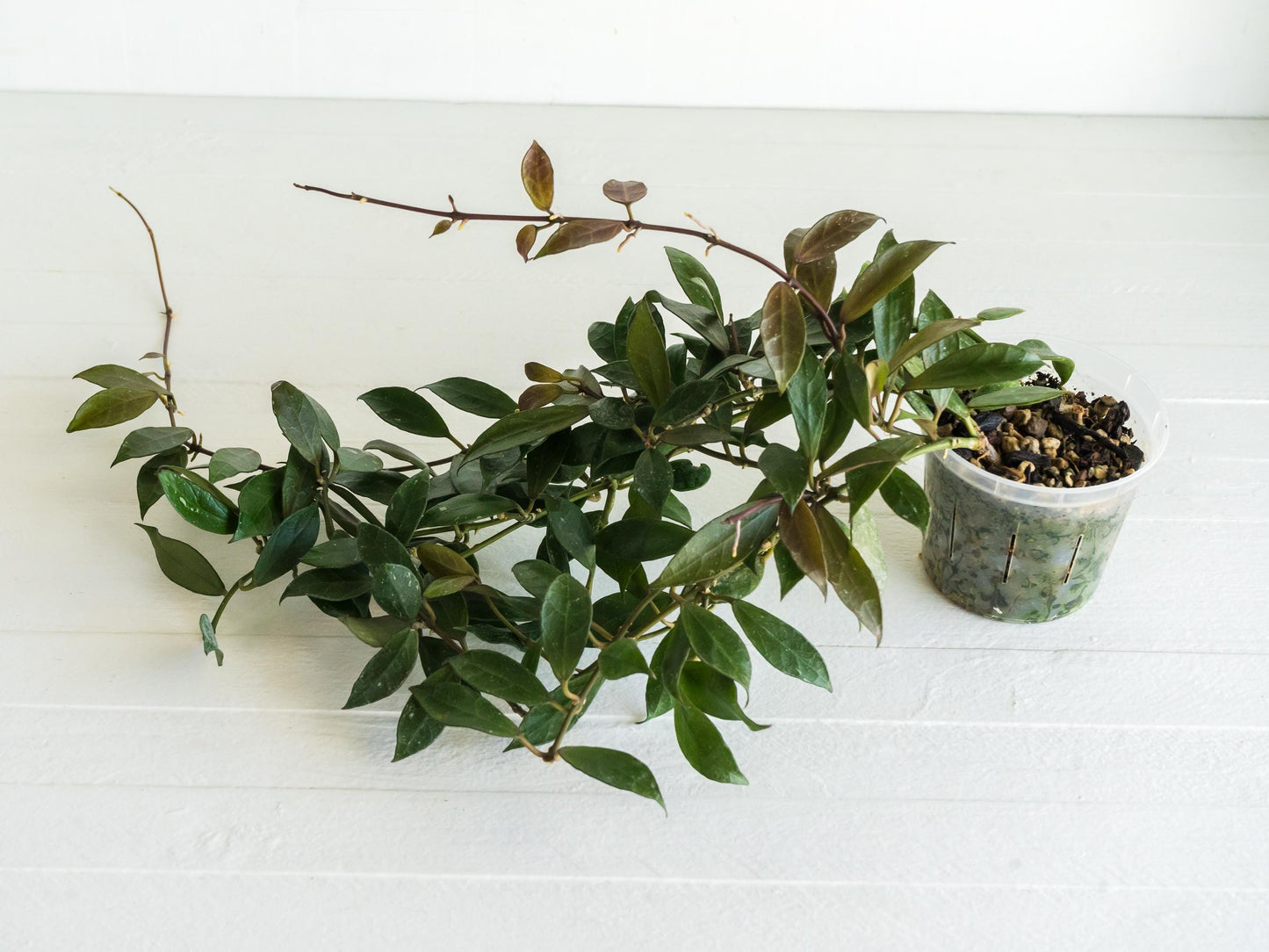 Hoya 'Rebecca' | 3-Inch