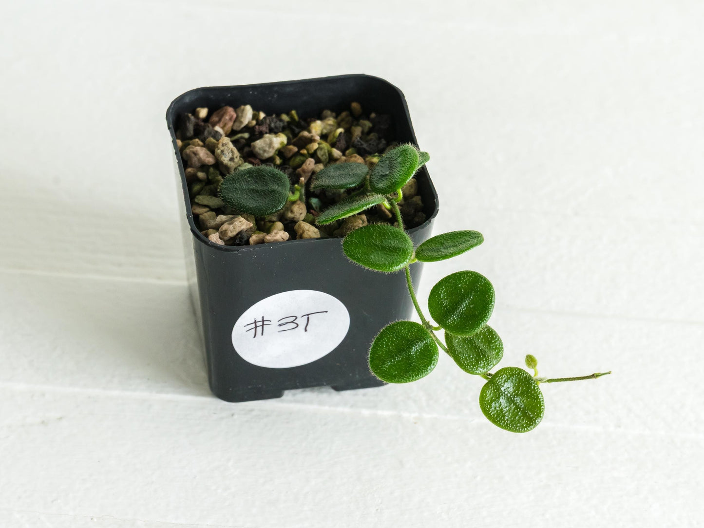 Hoya serpens | 2-Inch