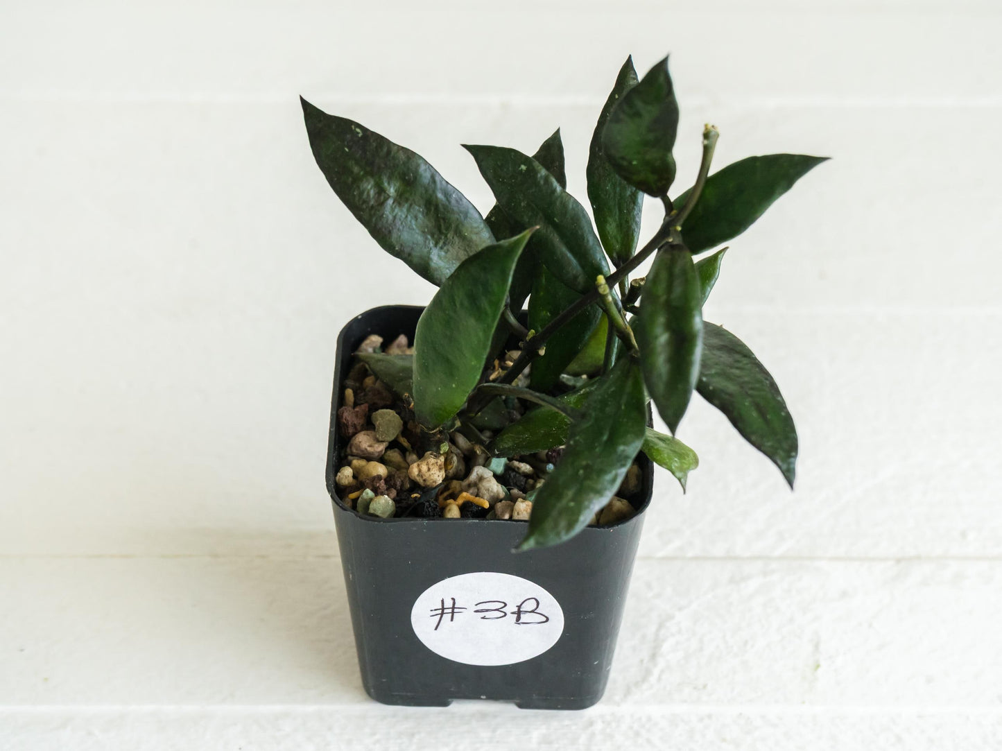 Hoya lacunosa 'Black Queen' | 2-Inch