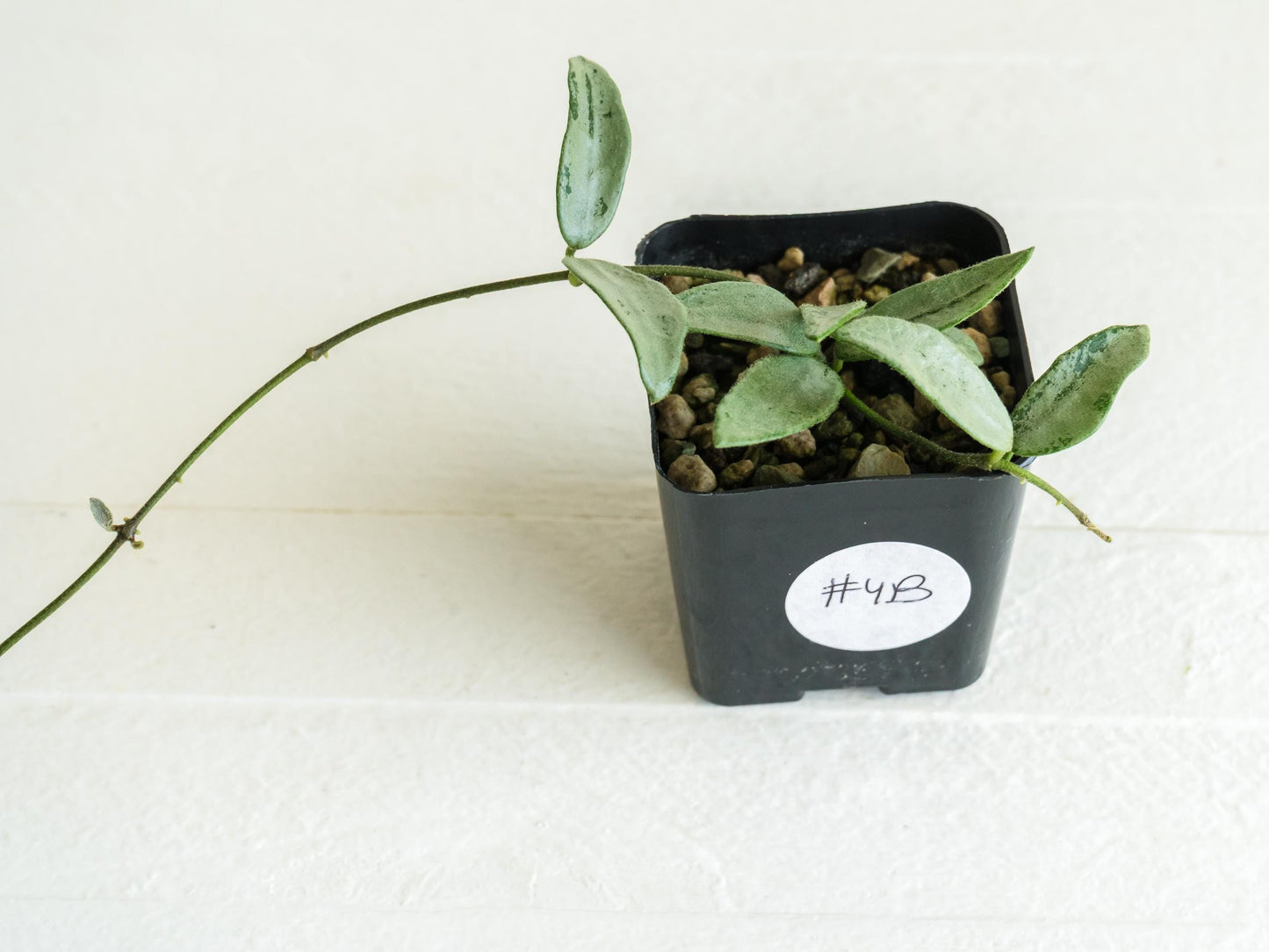 Hoya lima (Silver) | 2-Inch
