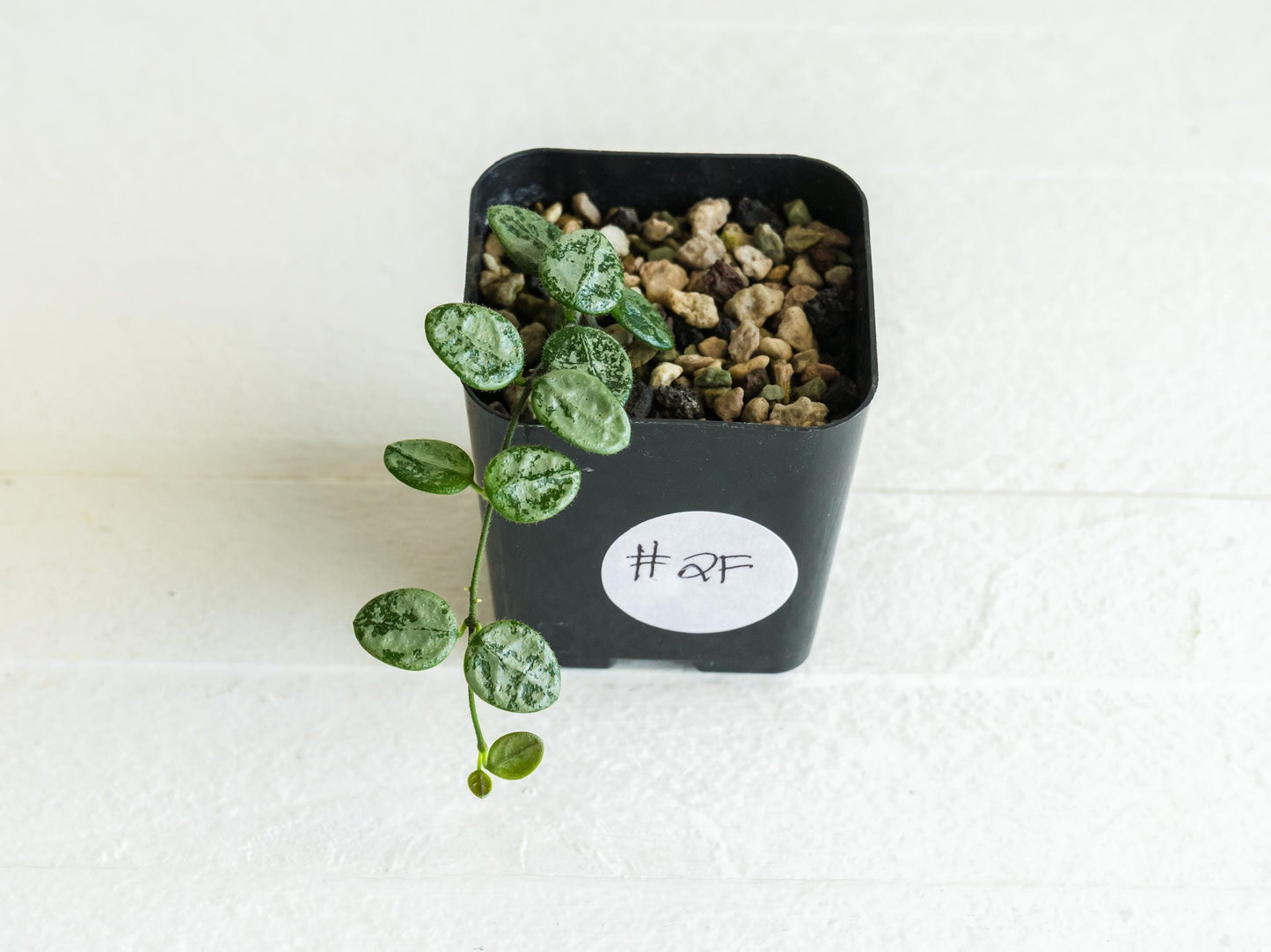 Hoya serpens (Silver) | 2-Inch