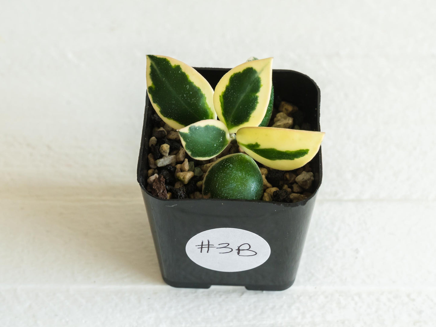 Hoya incurvula (Albomarginata / Outer Variegated) aka Hoya palta | 2-Inch