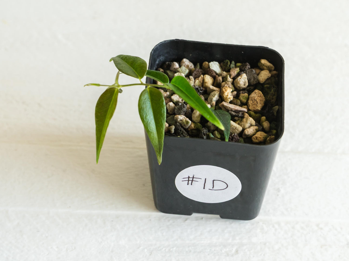 Hoya leucantha | 2-Inch
