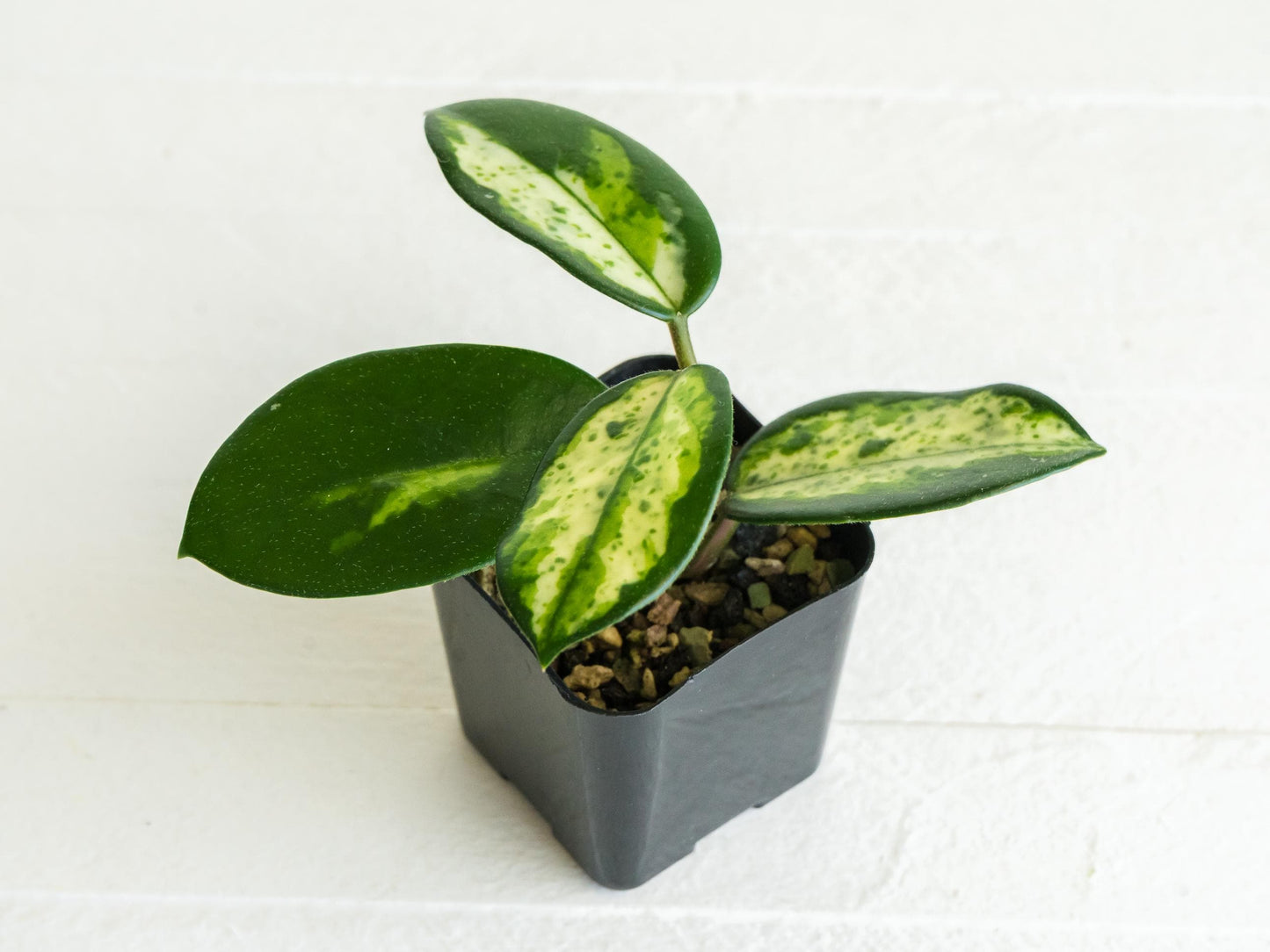 Hoya carnosa 'Madara Green Edge' | 2-Inch