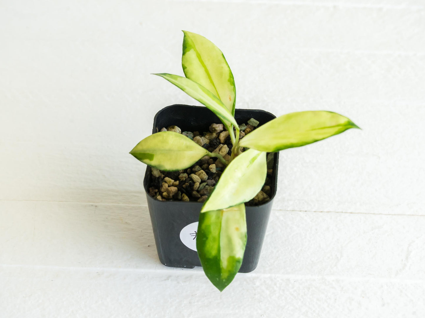 Hoya walliniana (Inner Variegated) | 2-Inch
