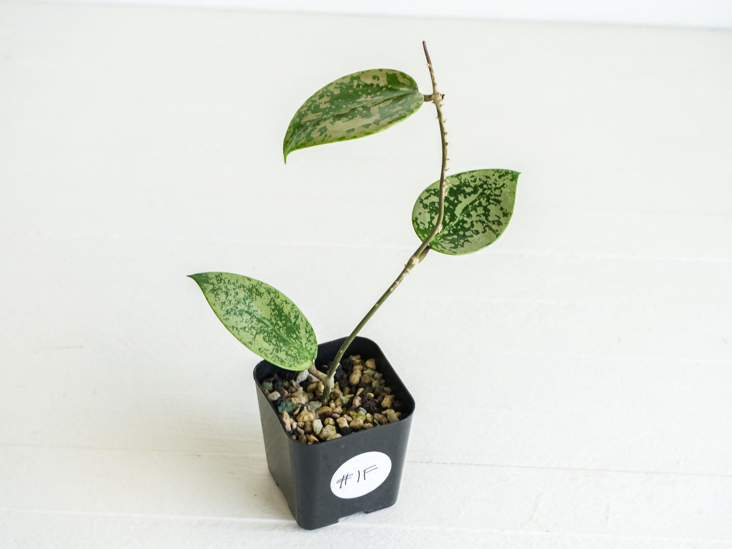 Hoya verticillata (EPC-997) | 2-Inch