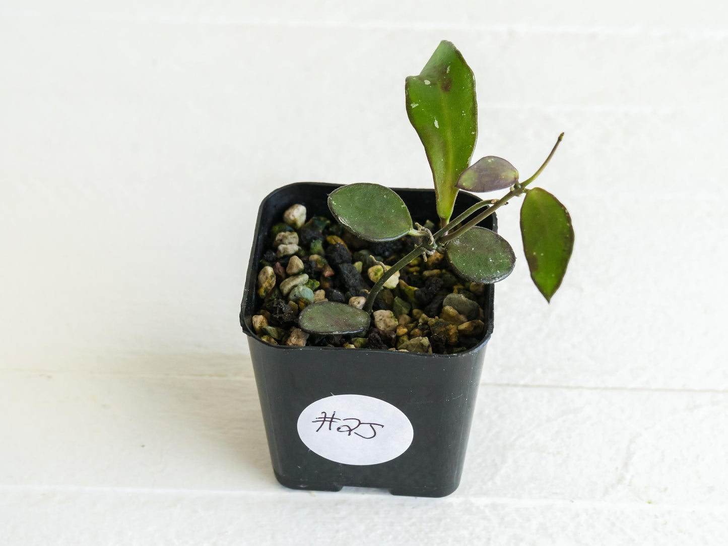 Hoya borneo (Small Leaf) | 2-Inch