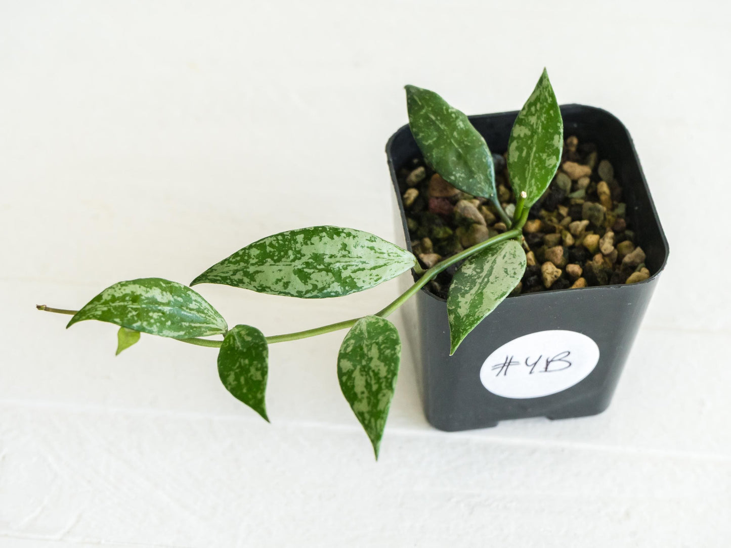 Hoya lacunosa 'Silver Lime' | 2-Inch