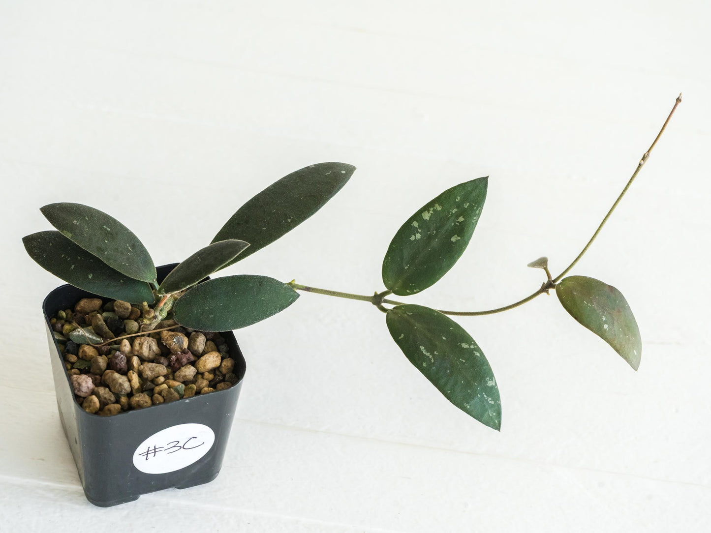 Hoya sabah 'Dragonfly' (EPC-960) | 2-Inch