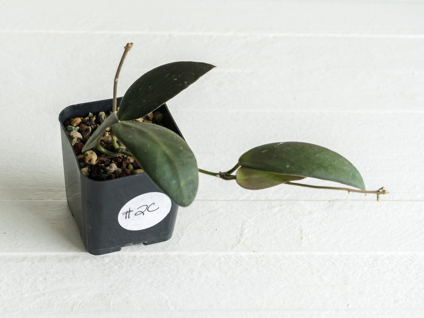 Hoya sabah 'Dragonfly' (EPC-960) | 2-Inch