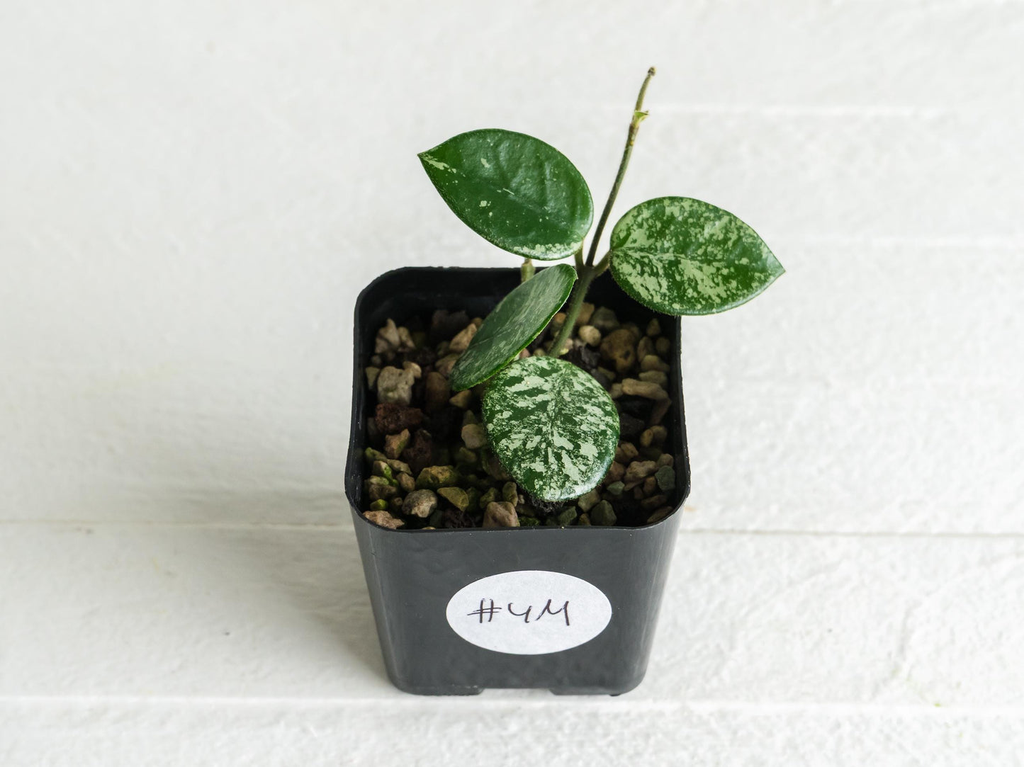 Hoya 'Mathilde' (Splash) | 2-Inch