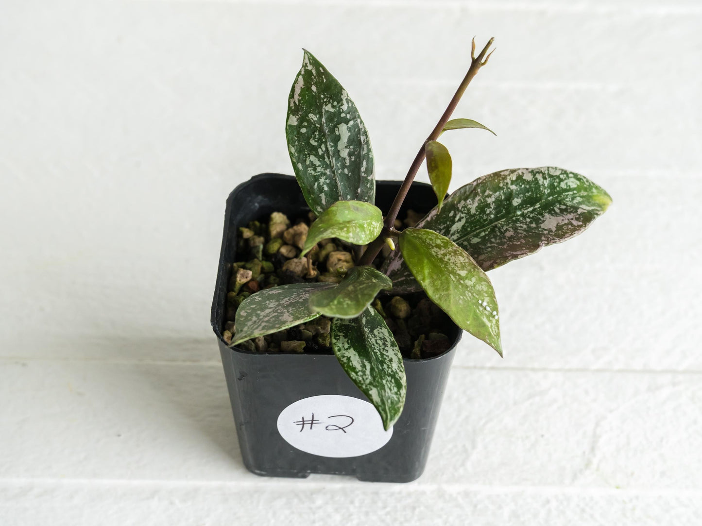 Hoya 'Rebecca' (Splash) | 2-Inch