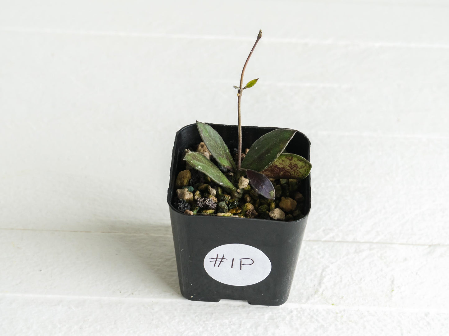 Hoya borneo (Small Leaf) | 2-Inch
