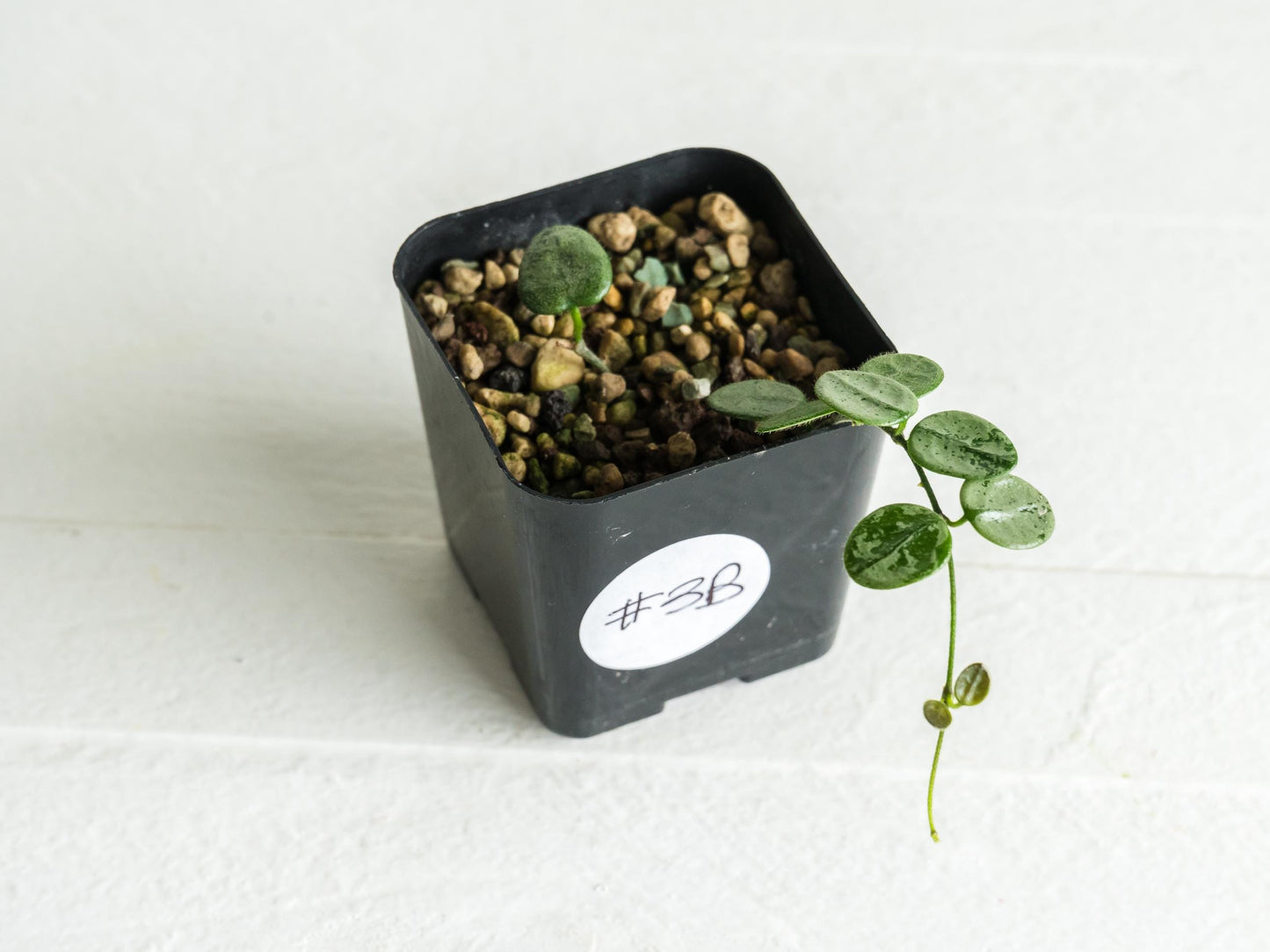 Hoya serpens (Silver) | 2-Inch