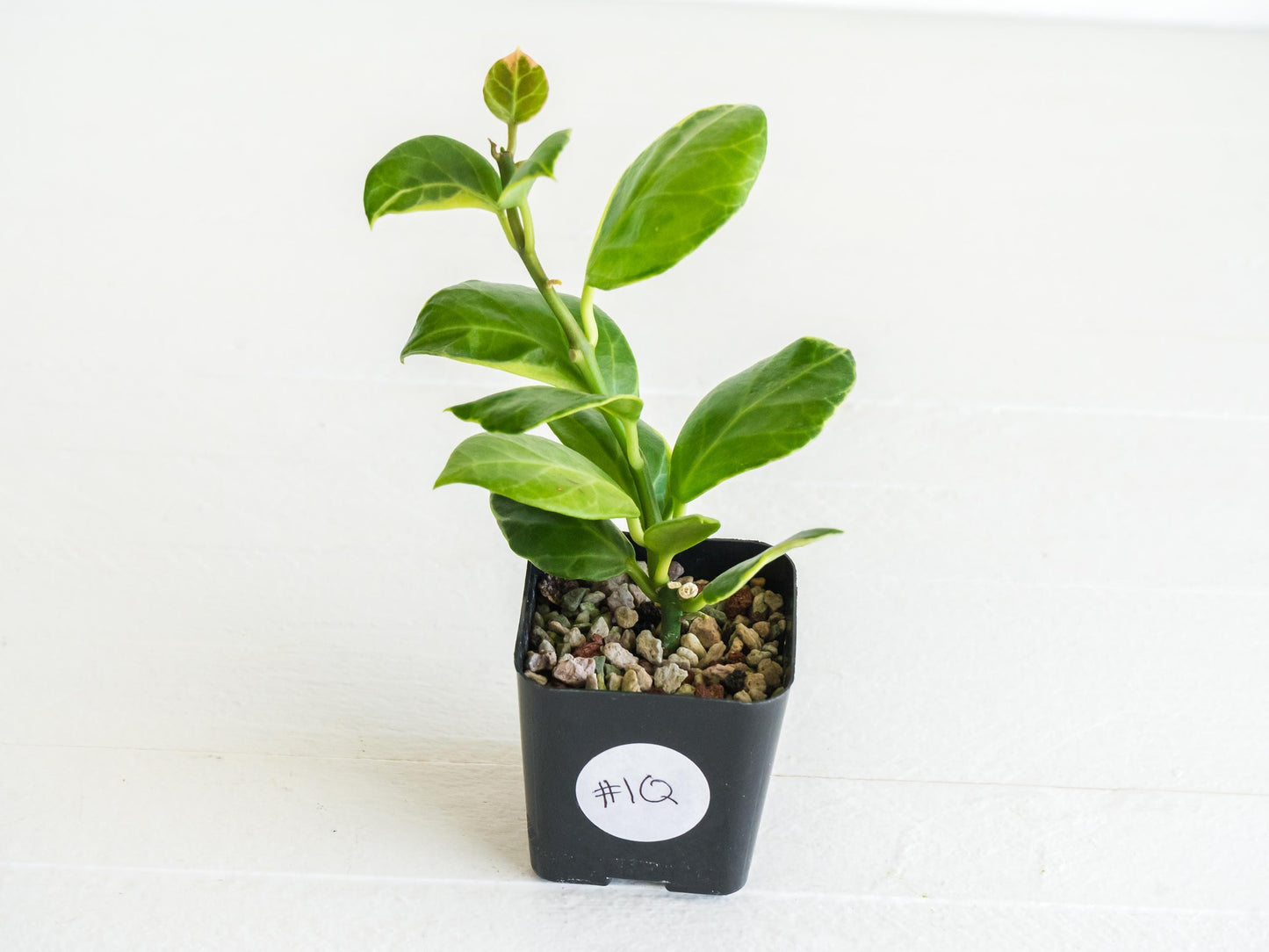 Hoya obscura (Albo | Outer Variegated) | 2-Inch