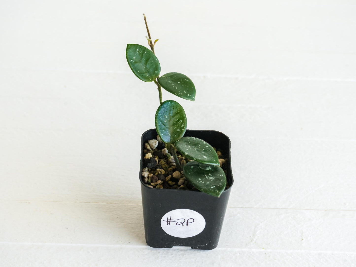 Hoya 'Mathilde' | 2-Inch
