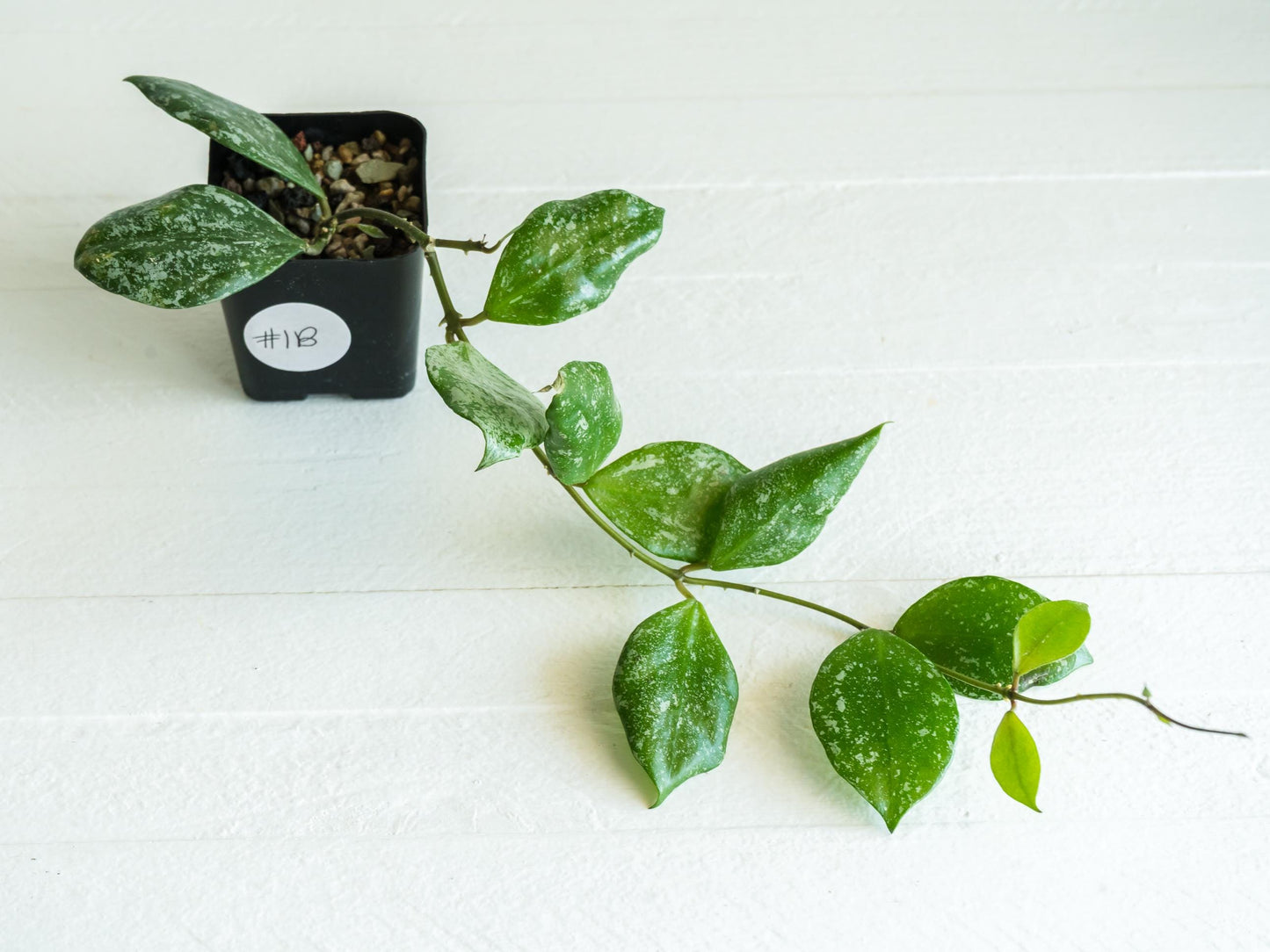 Hoya walliniana (Splash) | 2-Inch