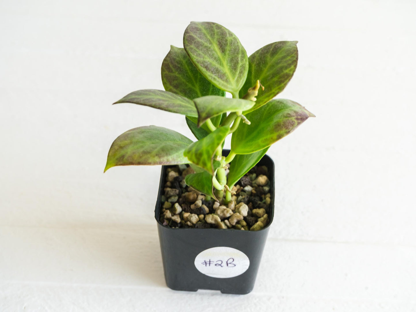 Hoya obscura (Silver) | 2-Inch