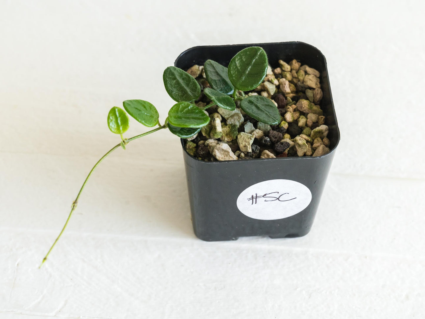 Hoya tengchongensis | 2-Inch