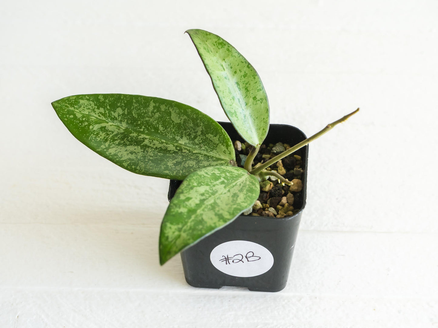 Hoya 'Rime' (Splash) | 2-Inch