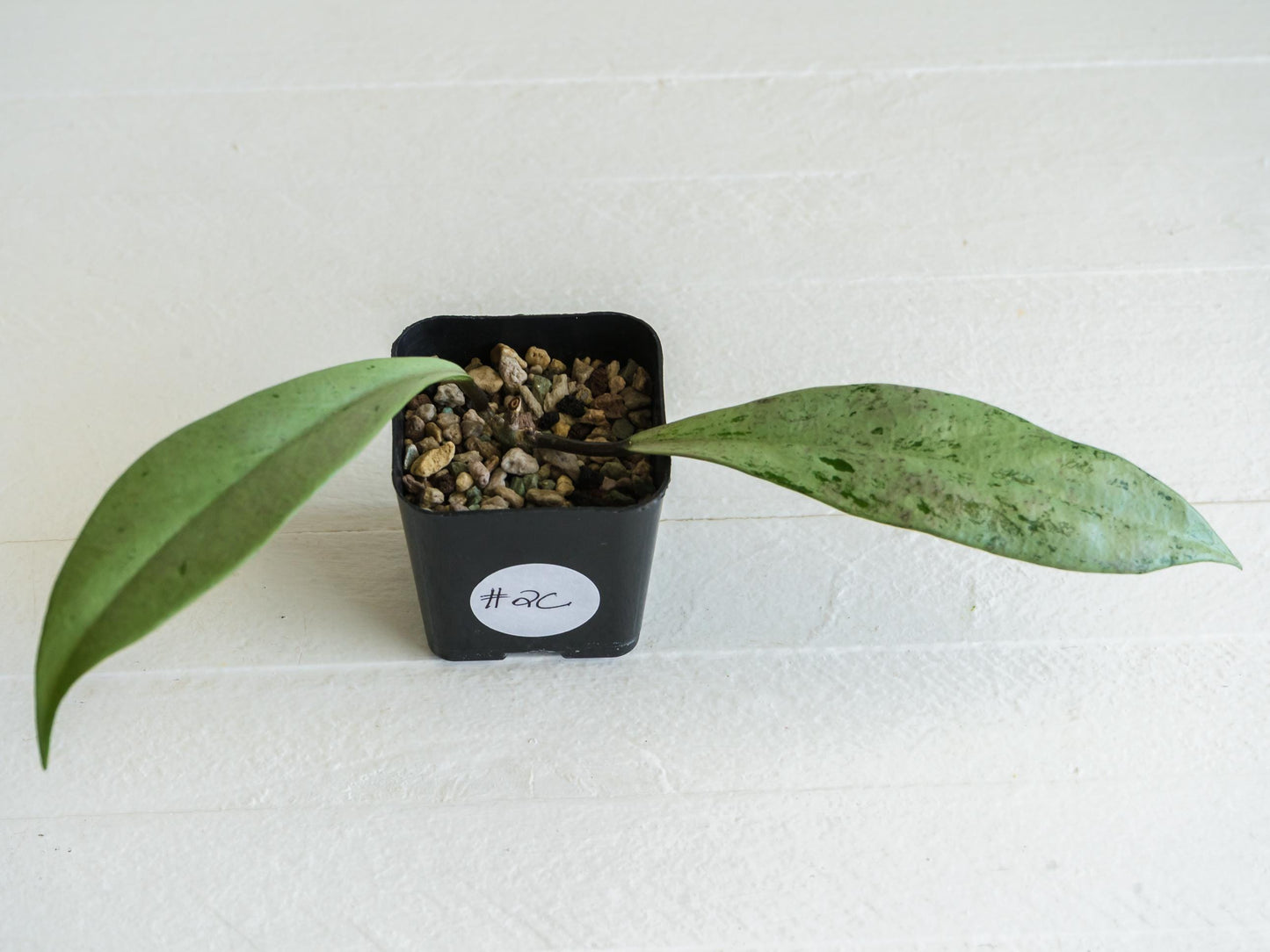 Hoya pubicalyx 'Pink Silver Ghost' | 2-Inch