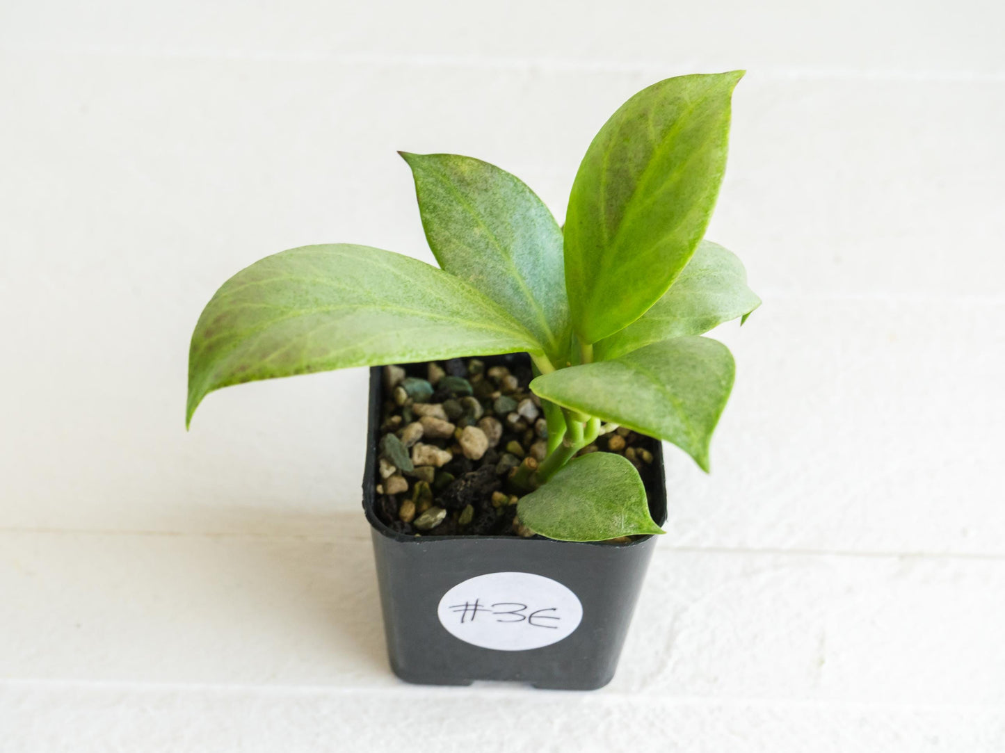 Hoya obscura (Silver) | 2-Inch