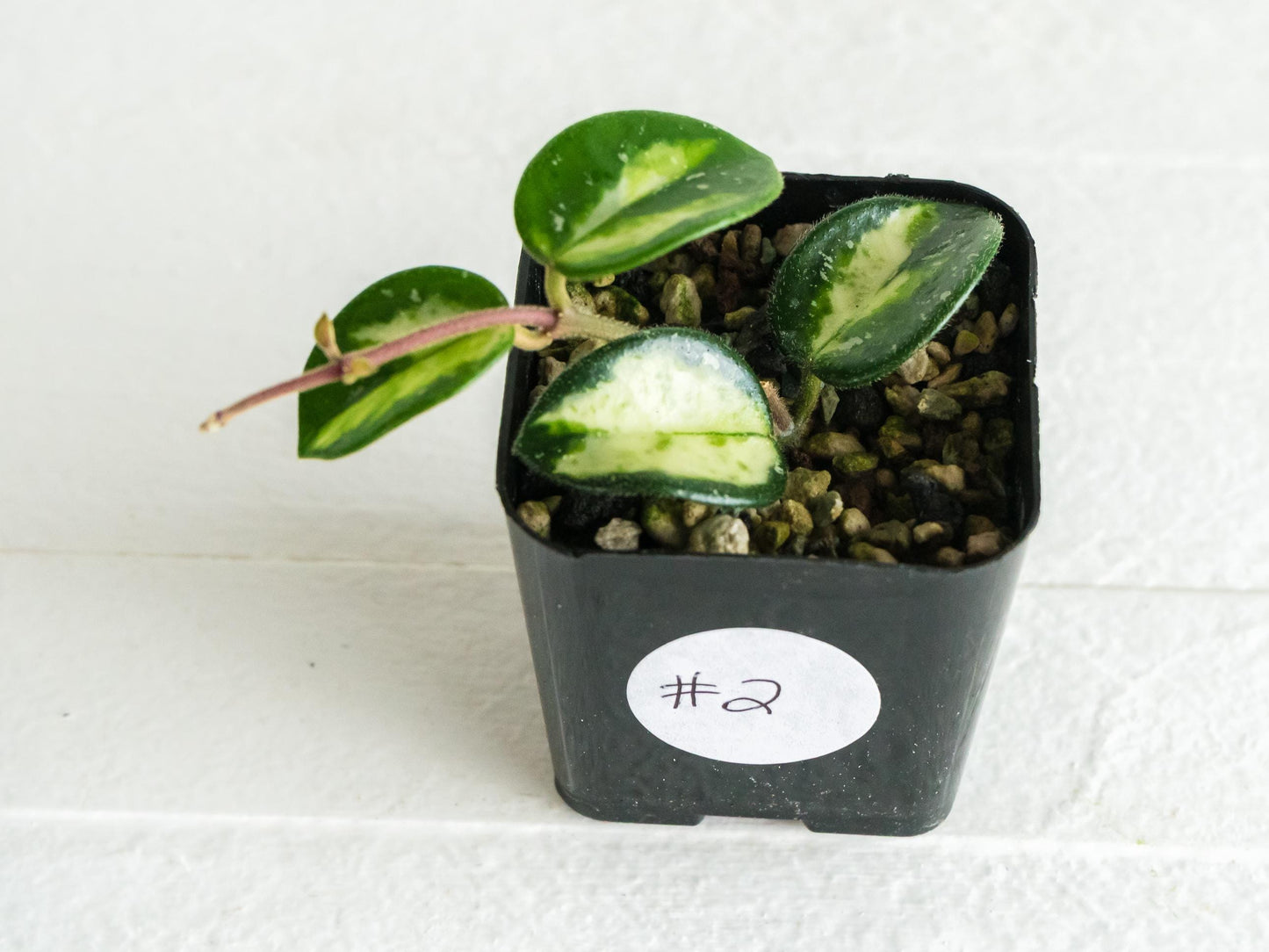 Hoya 'Mathilde' (Inner Variegated) | 2-Inch