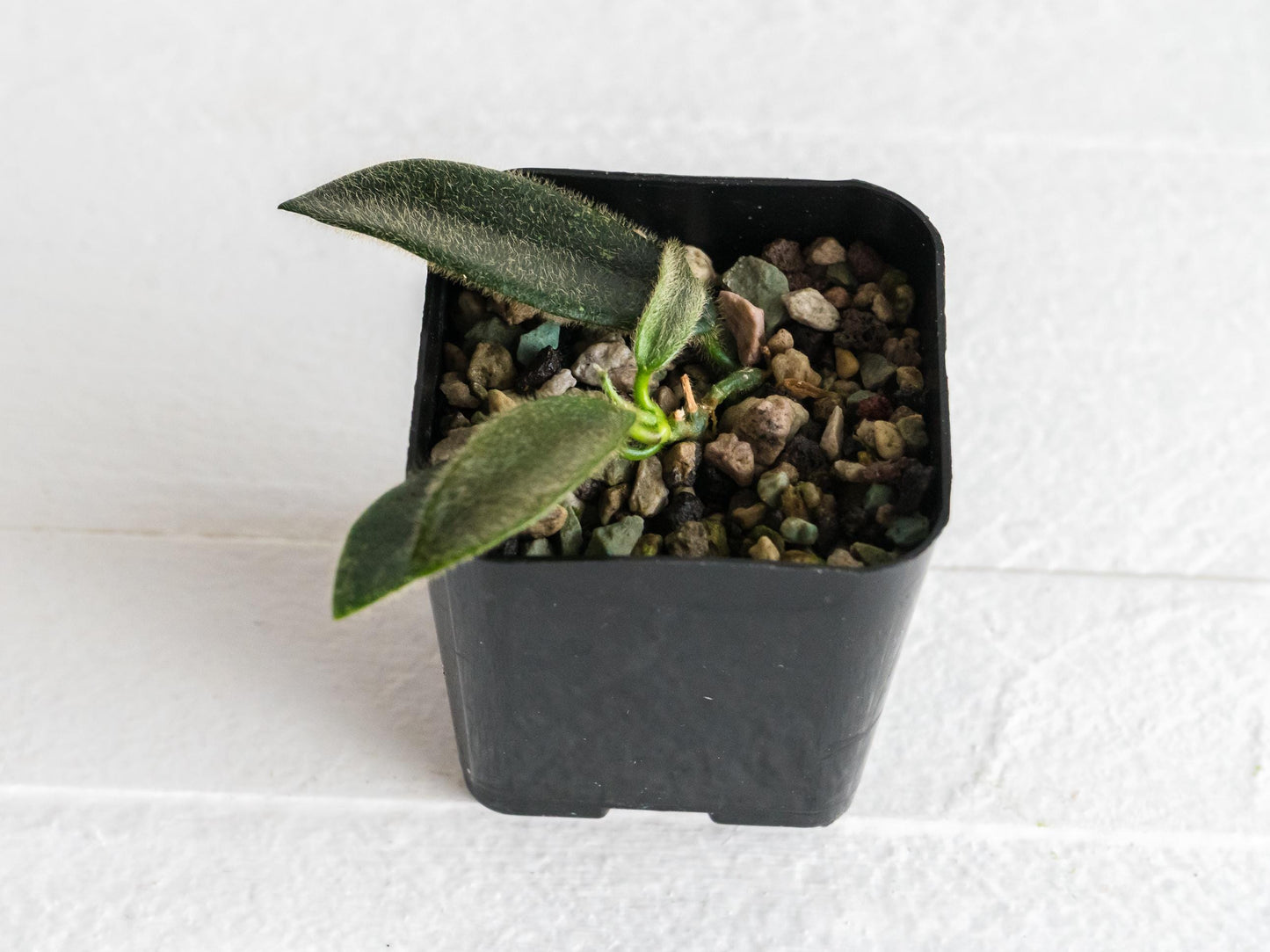 Hoya thomsonii (Pink Flower) | 2-Inch