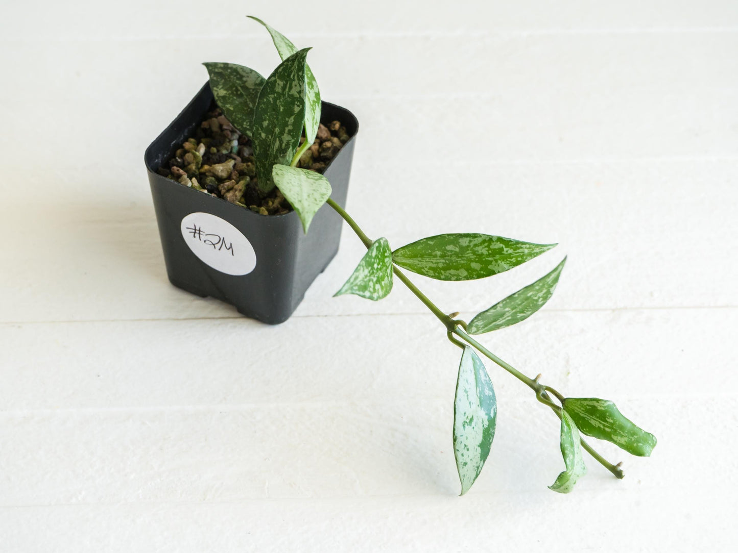 Hoya lacunosa 'Silver Lime' | 2-Inch