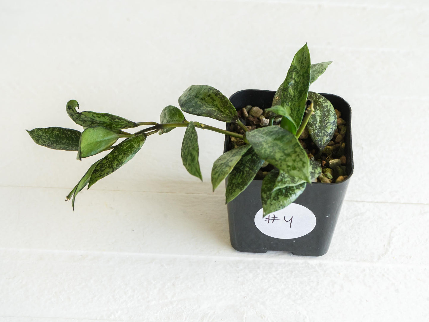 Hoya lacunosa ‘Royal Flush’ | 2-Inch