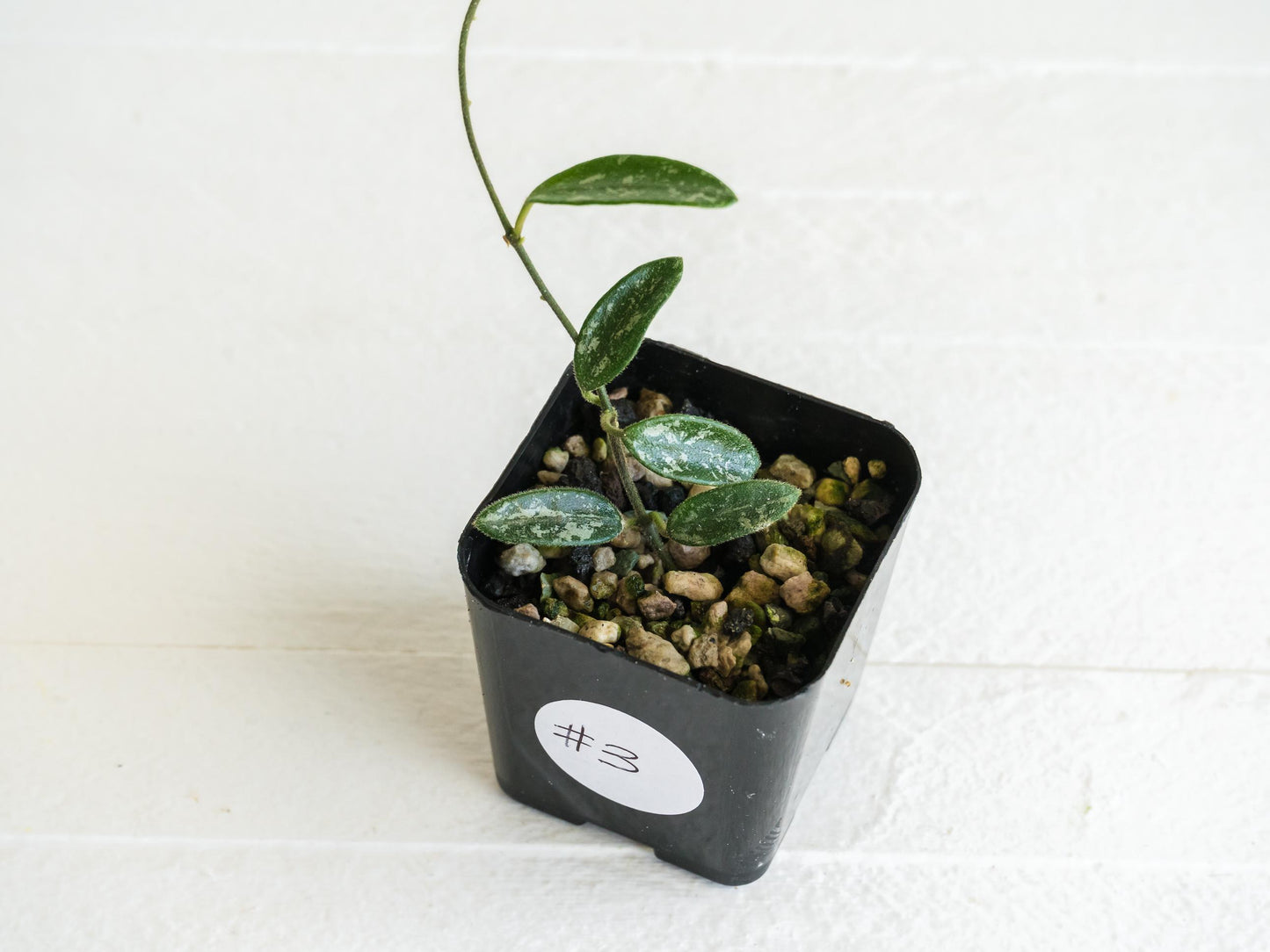 Hoya lima (Splash) | 2-Inch