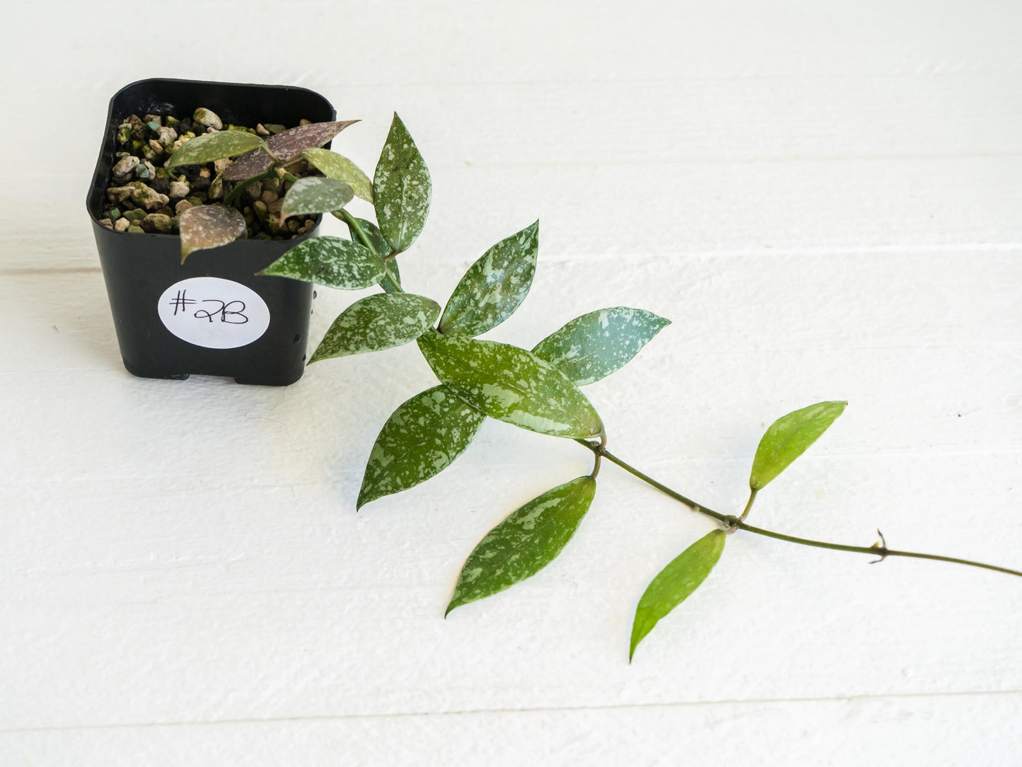 Hoya lacunosa 'Laos Full Splash' | 2-Inch