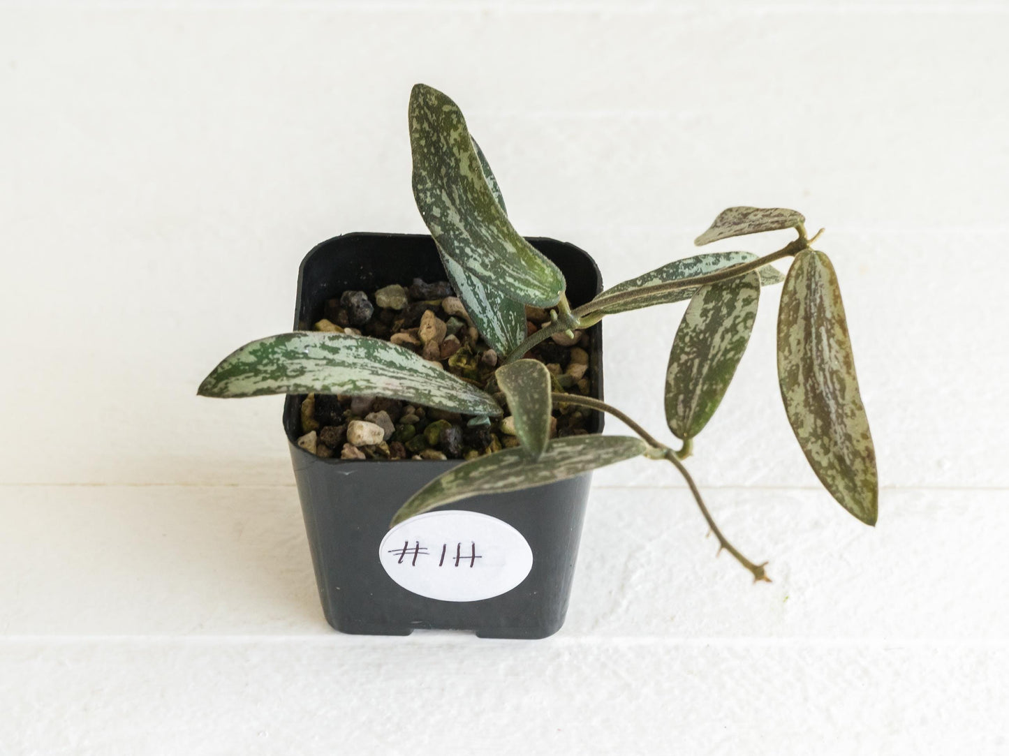 Hoya sigillatis | 2-Inch