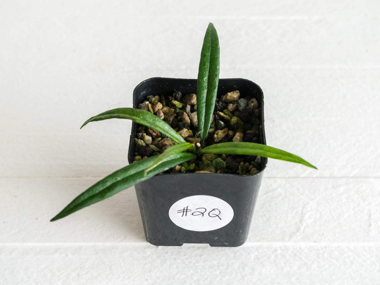 Hoya pauciflora | 2-Inch