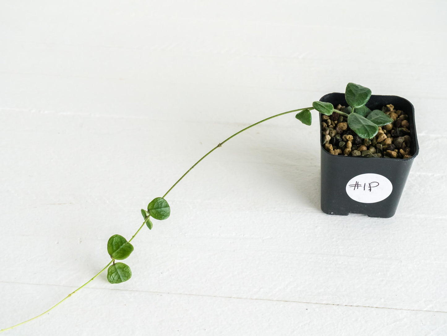 Hoya obcordata | 2-Inch