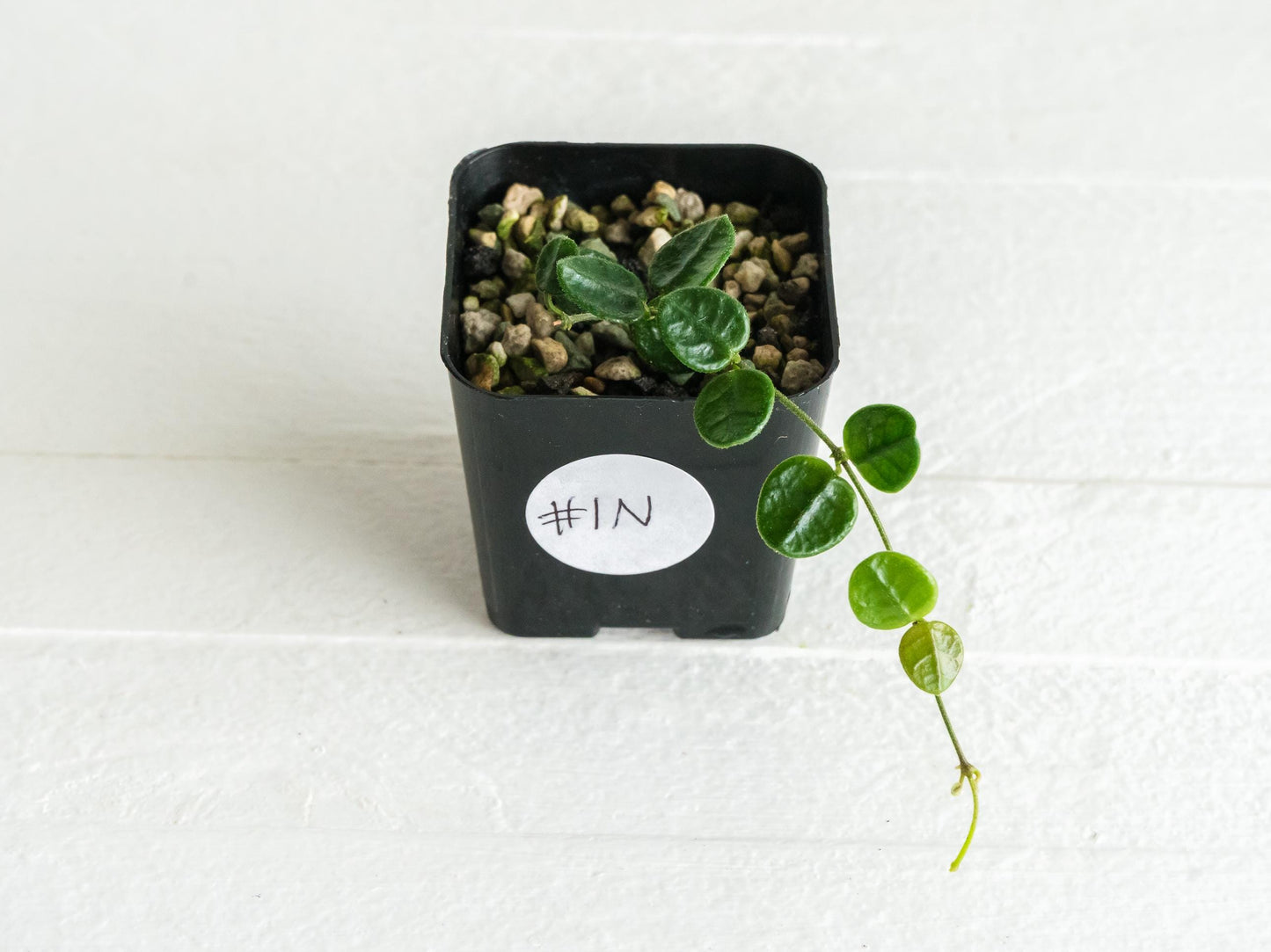 Hoya tengchongensis | 2-Inch