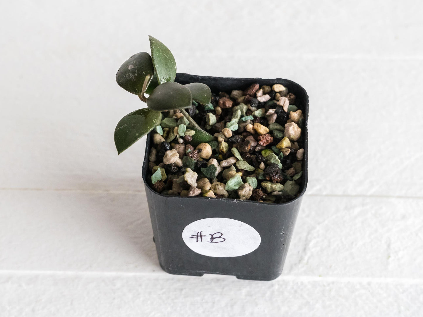 Hoya peltata | 2-Inch