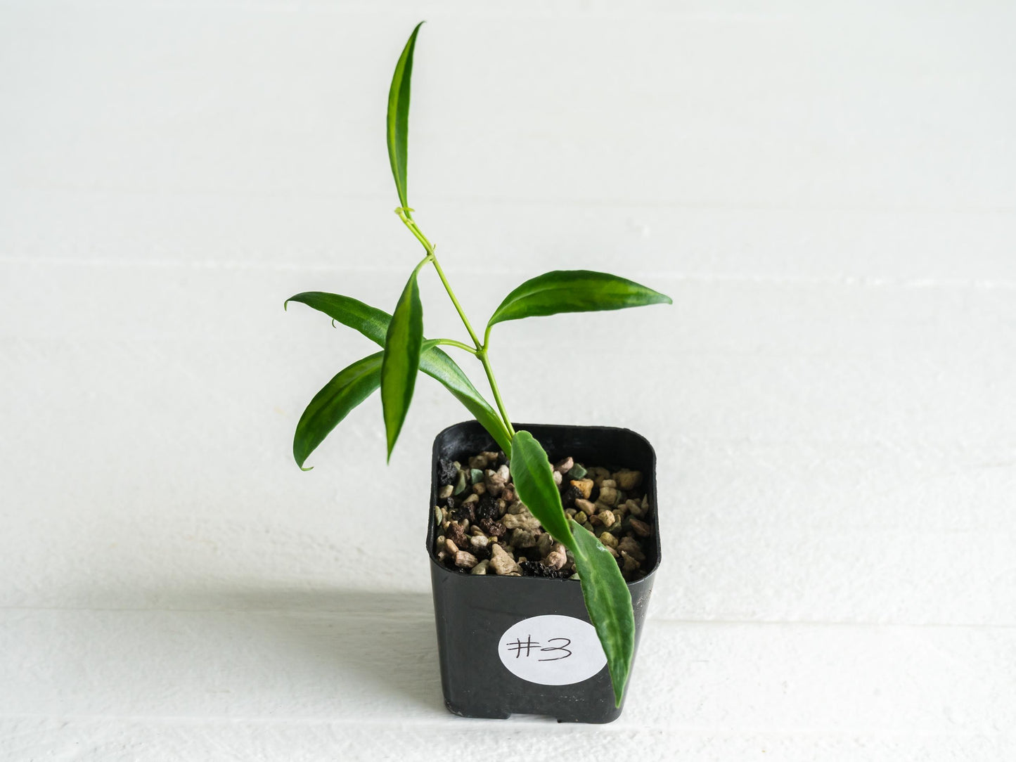 Hoya tsangii (Inner Variegated) | 2-Inch