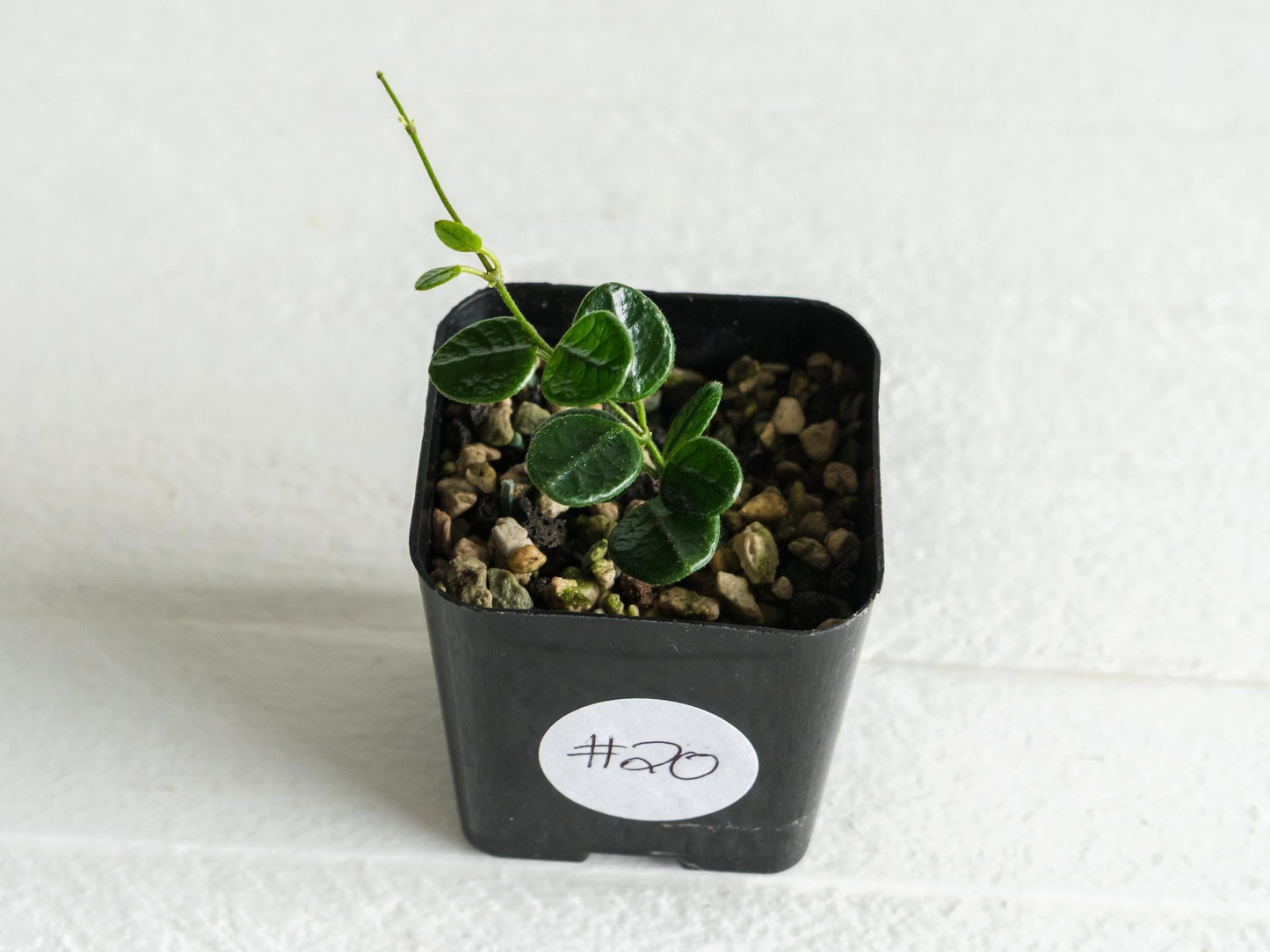 Hoya tengchongensis | 2-Inch
