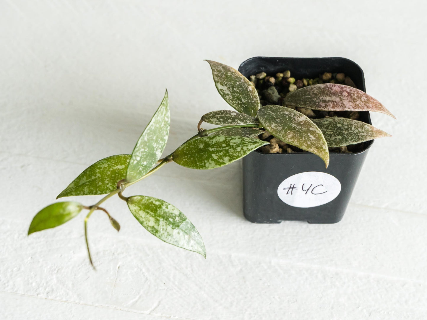 Hoya lacunosa 'Laos Full Splash' | 2-Inch
